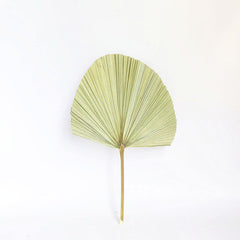 Real Natural Palm Leaves Large Size Palm Leaf For Home Decor