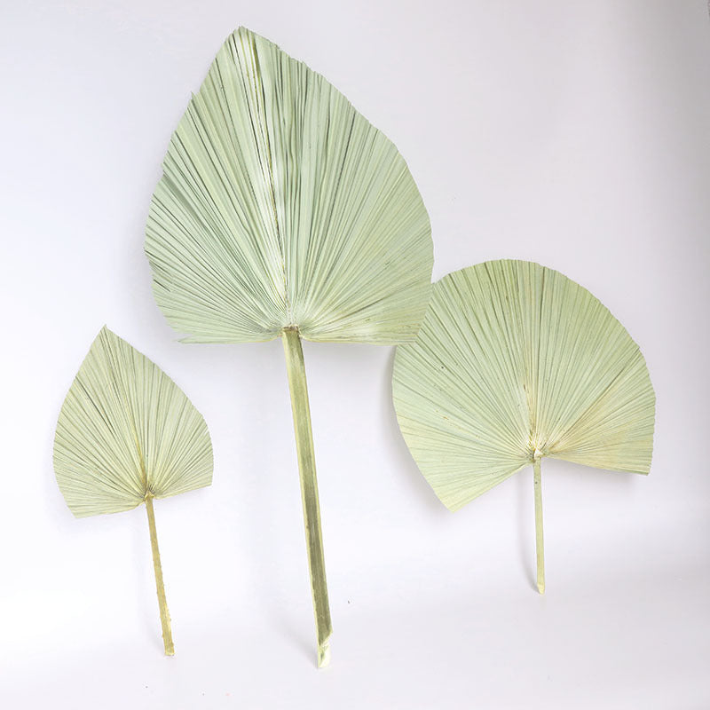 Real Natural Palm Leaves Large Size Palm Leaf For Home Decor