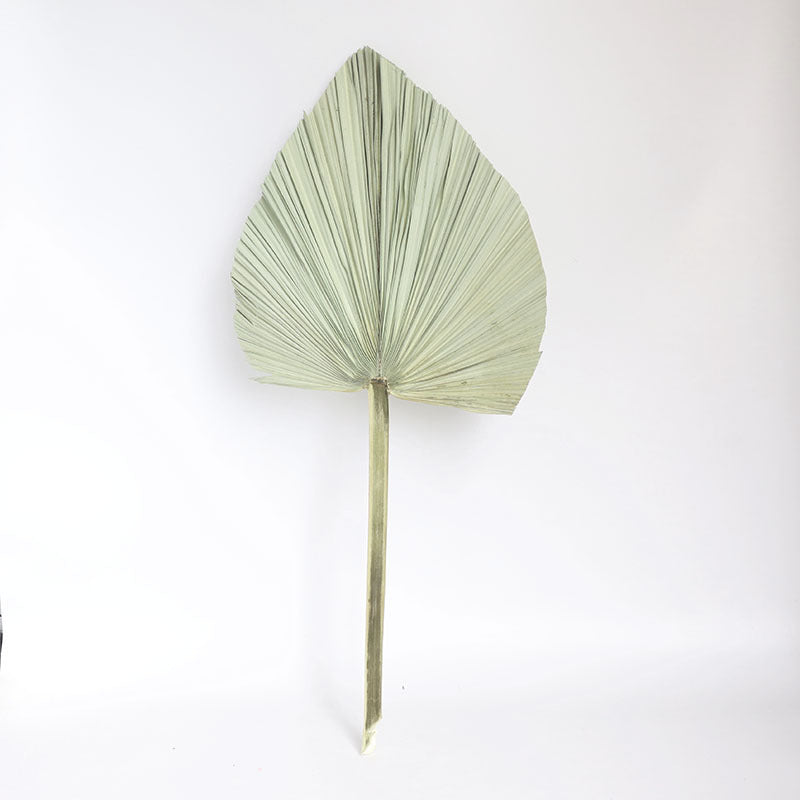 Real Natural Palm Leaves Large Size Palm Leaf For Home Decor