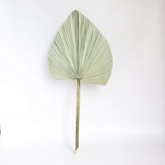 Real Natural Palm Leaves Large Size Palm Leaf For Home Decor